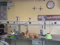 -动物缘宠物医院·骨科·猫科(西二环店)