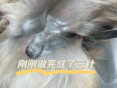 -瑞鹏宠物医院犬猫全科(真大分院)