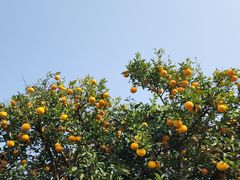 -柱状节理带