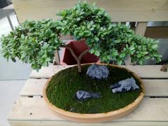-龙大花卉苗木市场