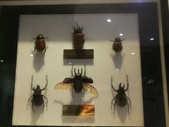 -上海昆虫博物馆