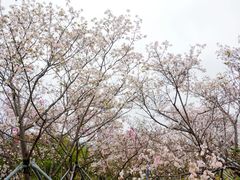 -天适樱花悠乐园