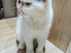 -藏猫猫咖啡主题馆(中央大道店)