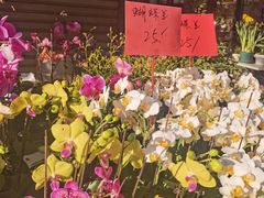 -溪岸路花鸟市场