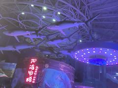 -烟台海昌鲸鲨海洋公园