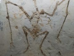 -安徽省地质博物馆