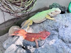 -广州长隆飞鸟乐园