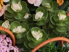 -溪岸路花鸟市场