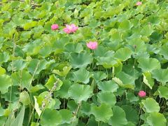 -新江湾城公园
