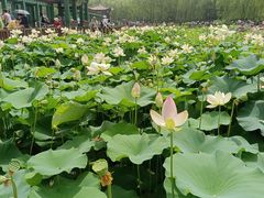 -莲花池公园