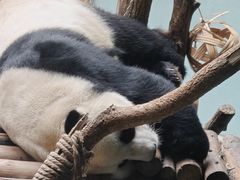 -青藏高原野生动物园
