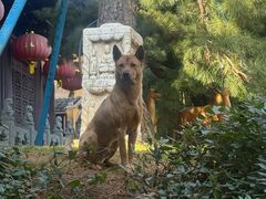 -龙华素斋(龙华路店)