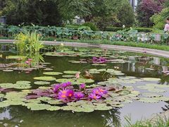 -莲花池公园