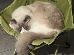 -伟伟宠物医院·瑞派猫友好医院·猫科(光谷店)