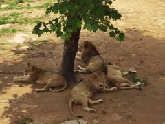-西霞口神雕山野生动物世界