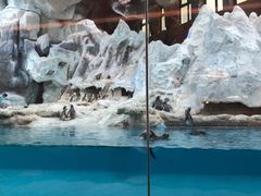 -帝企鹅自助餐厅•儿童岛•真企鹅(长隆企鹅酒店)