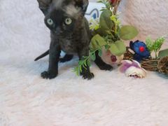 -十年猫舍·猫咪专门店(普陀店)