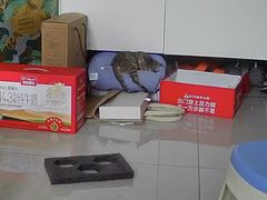 -宠颐生斯嘉宠物医院·急重症·心内科(谷阳北路分院)