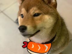 -柴务处·柴犬主题狗咖