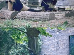 -都江堰中华大熊猫苑