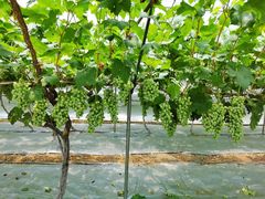 -金谷域澳洲庄园