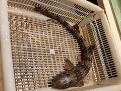 -至尊鲨鱼·原烹海鲜·新浙菜(拱宸桥店)