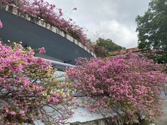 -深圳仙湖植物园