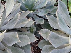 -北京植物园-展览温室