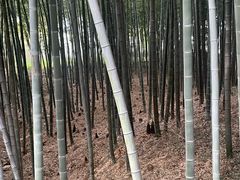 -树山生态村