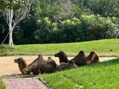 -北京野生动物园