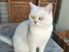 -喵屿·大理花园猫咖