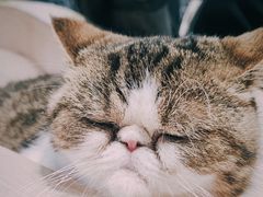 -瞄一喵猫咖(格力海岸店)