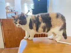 -有猫主题·治愈系猫咖(曾厝垵店)