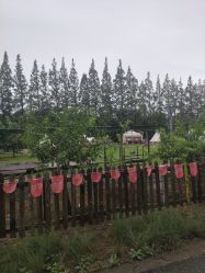 -前小桔亲子创意农场·草莓采摘·露营烧烤