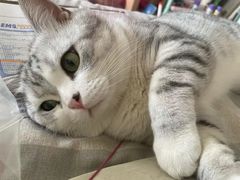 -宠福鑫康馨动物医院·骨科·眼科