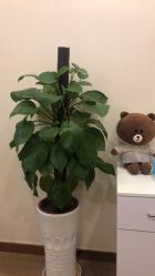 -贞禾医美·连锁