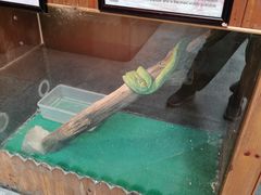 -上海大自然野生昆虫馆(东方明珠·爬宠昆虫探索中心)