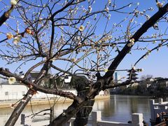 -枫桥景区