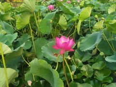 -莲花池公园