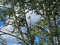 -莫尔道嘎国家森林公园