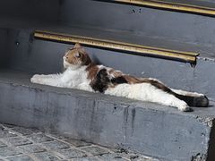 -猫岛主趣味餐厅(鼓浪屿店)