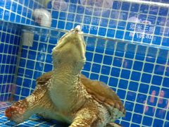 -徽三说·土徽菜·中国徽菜连锁品牌(一中店)