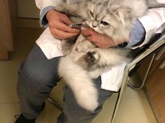 -艾贝尔宠物医院·24H转诊中心·肿瘤猫专科(江宁双龙店)