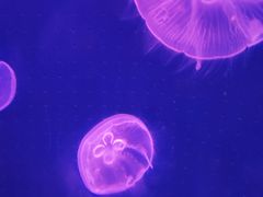 -锦艺城海洋馆