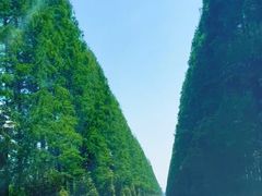 -黄海国家森林公园