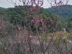 -世间香境·七溪地