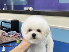 -天宠宠物医院24小时·急重症诊疗中心·全科·腔镜特色(和平分院)