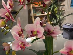 -施奈儿.洗头頭療.按摩SPA.采耳(上梅林店)