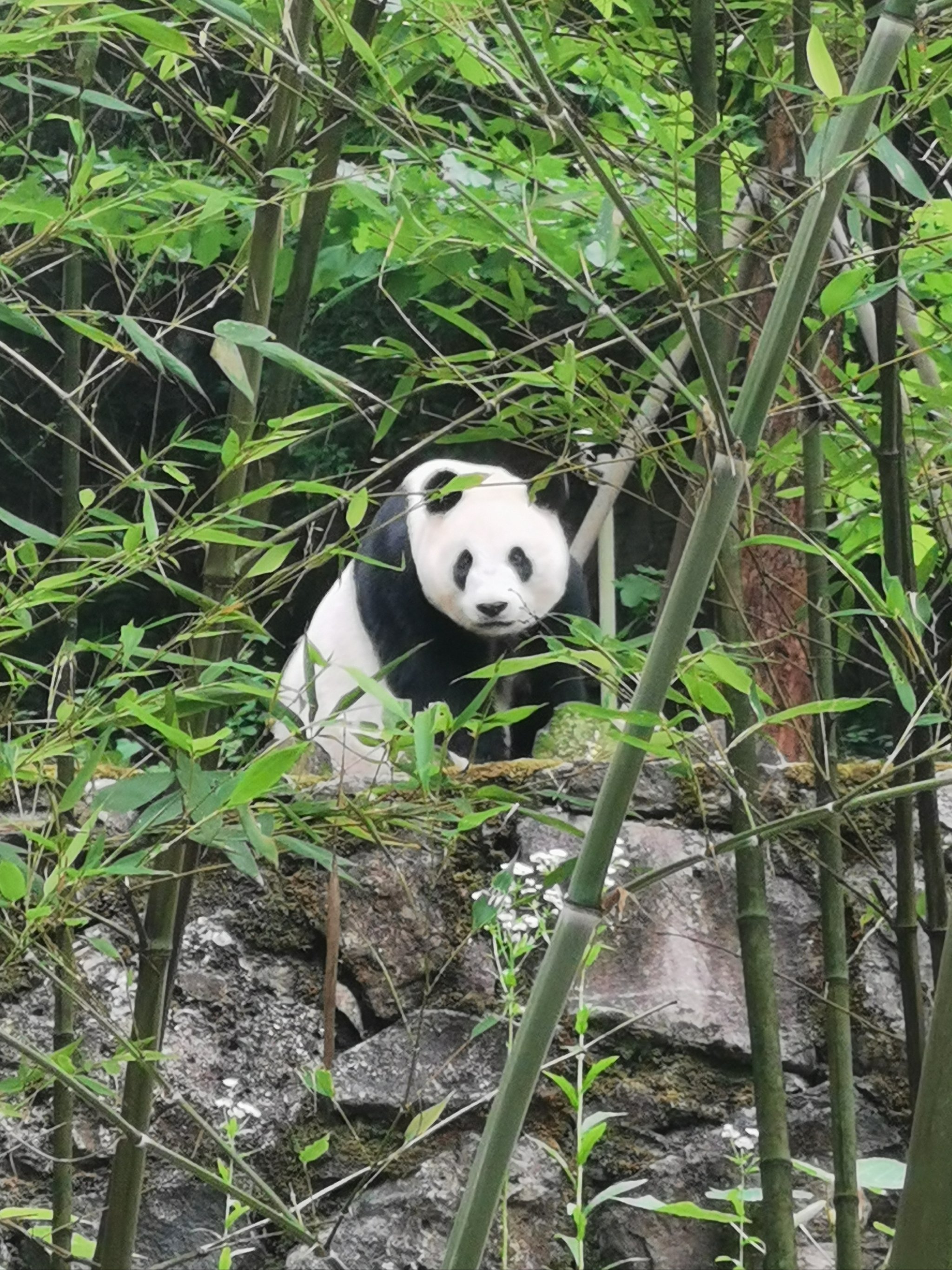 容桂超级熊猫图片