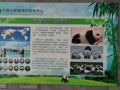 -都江堰中华大熊猫苑